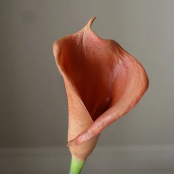 Kalla lilja konstgord bukett - Brun, 62 cm, 8 st - Botané