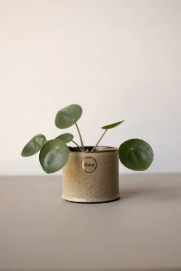 Astillbe kruka small Ø7 cm - Beige - DBKD