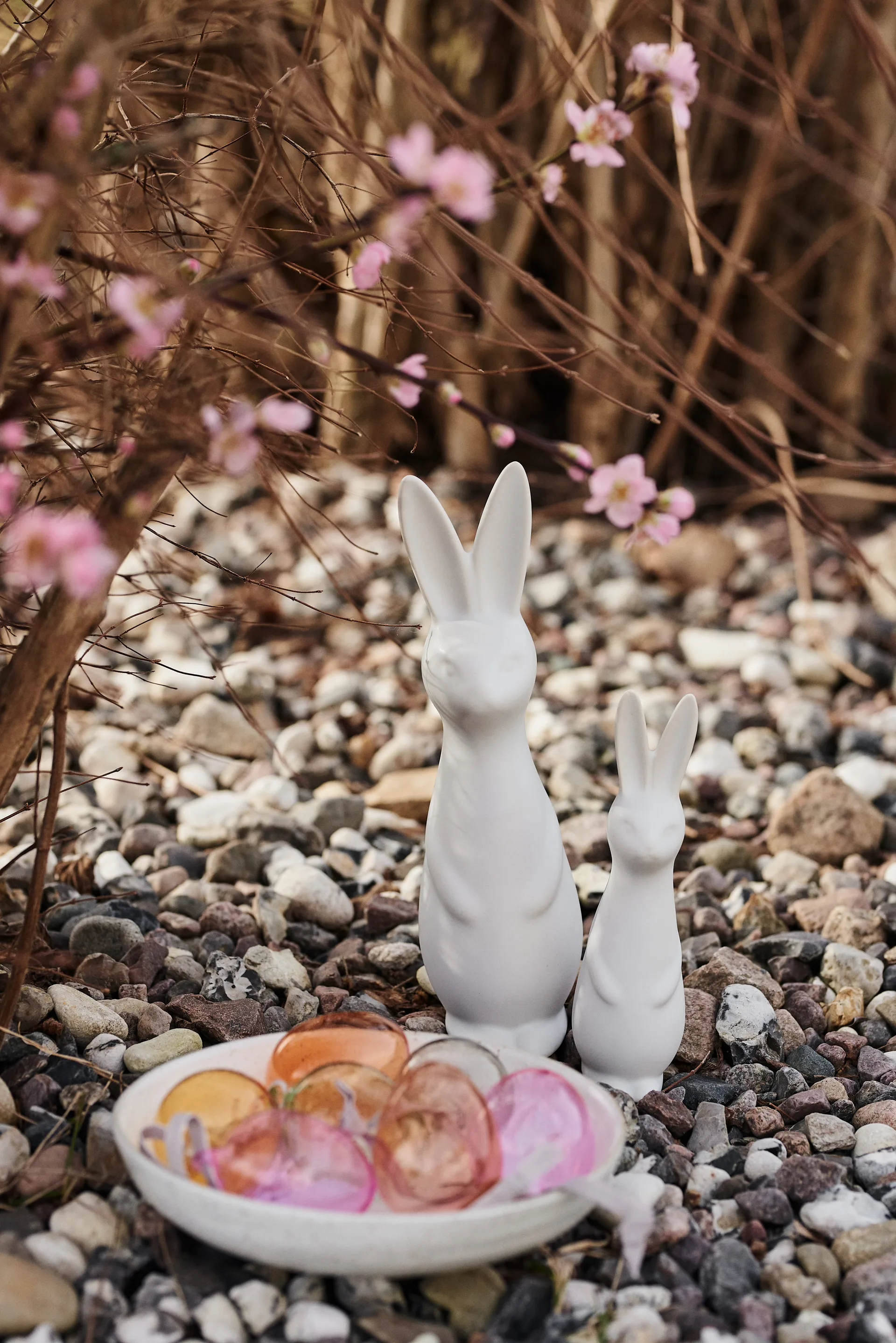 Swedish rabbit large, White DBKD