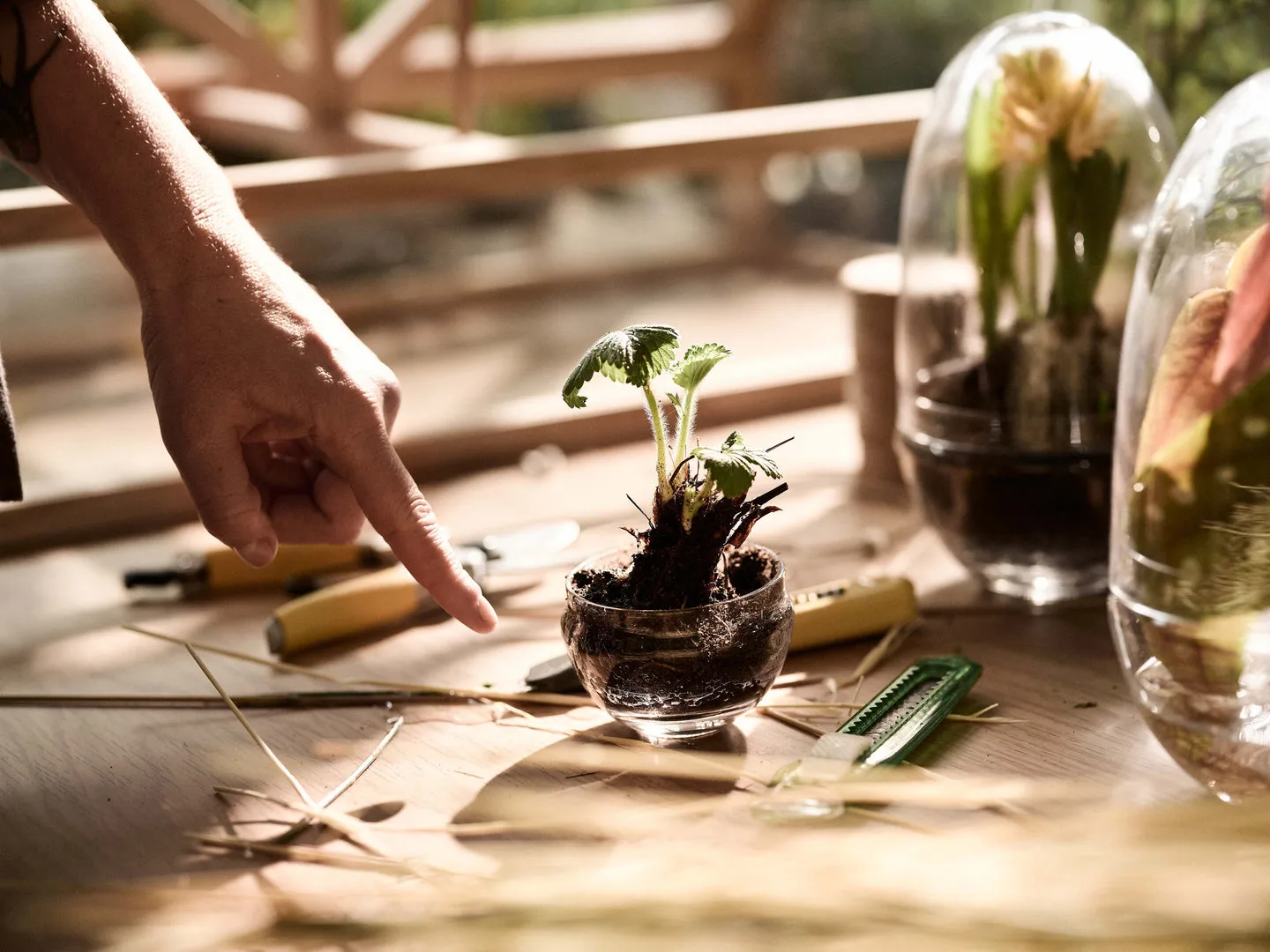 Grow odlingskupa, small Ø8 cm Design House Stockholm